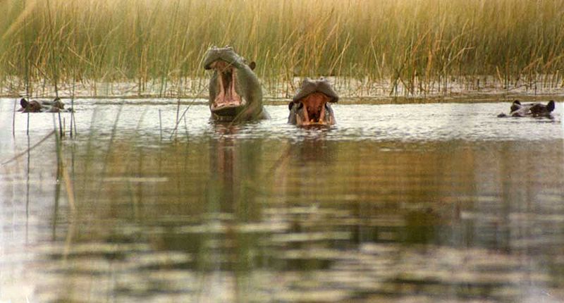 Flusspferde im Okavango Delta